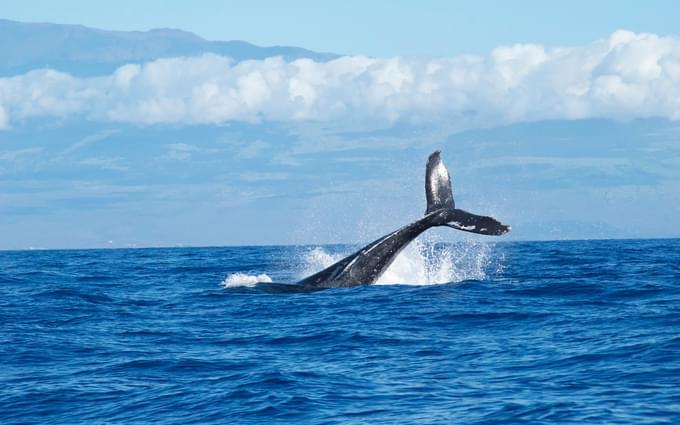 whale at Reykjavik