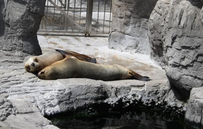 Sea Lions