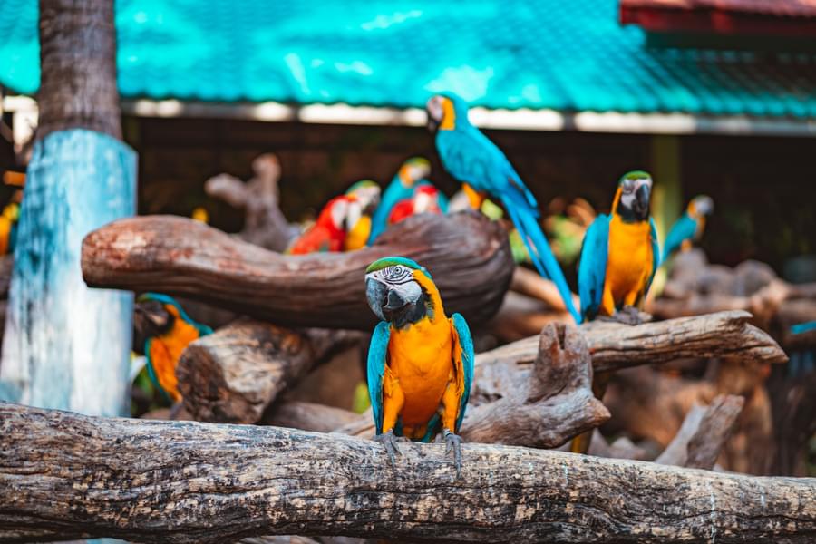 Bird Show, Safari World Bangkok