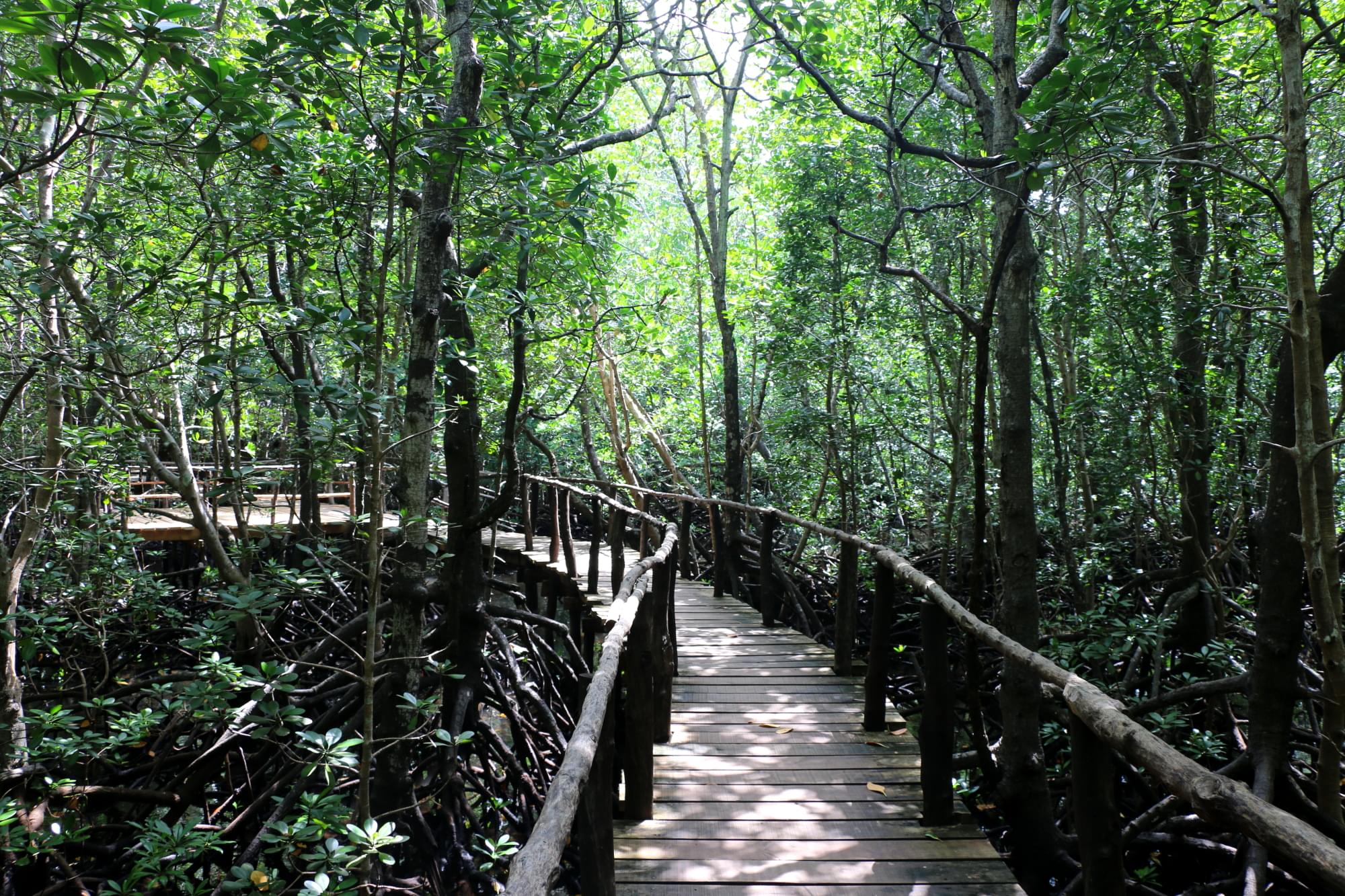 Jozani Forest Overview