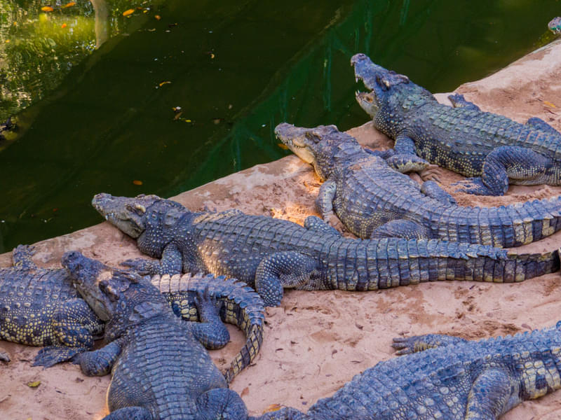 See various kinds of crocodile performing