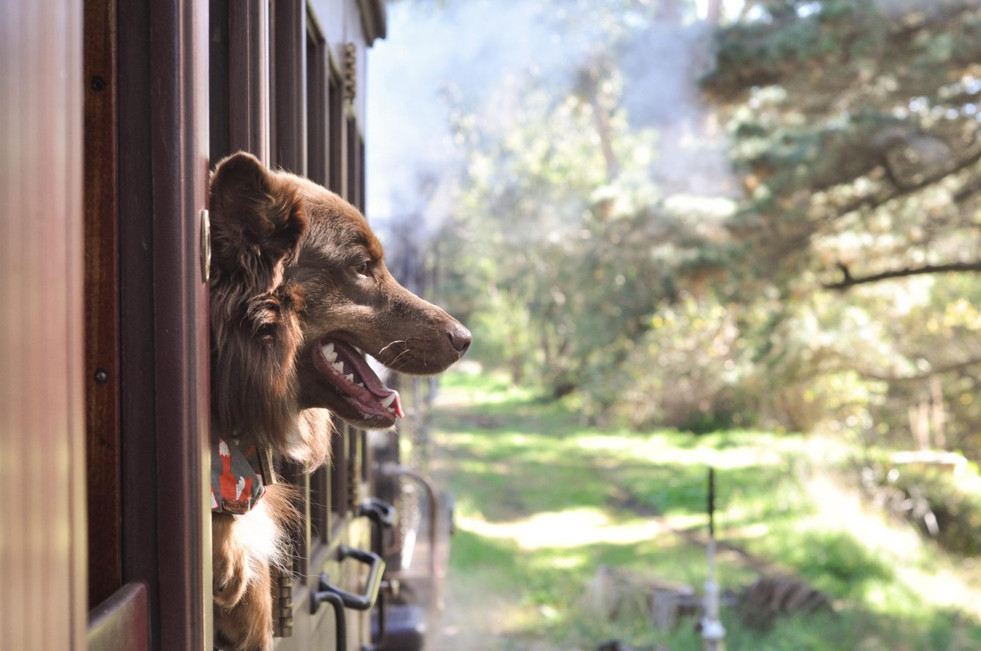 The Puffing Billy Dog Express