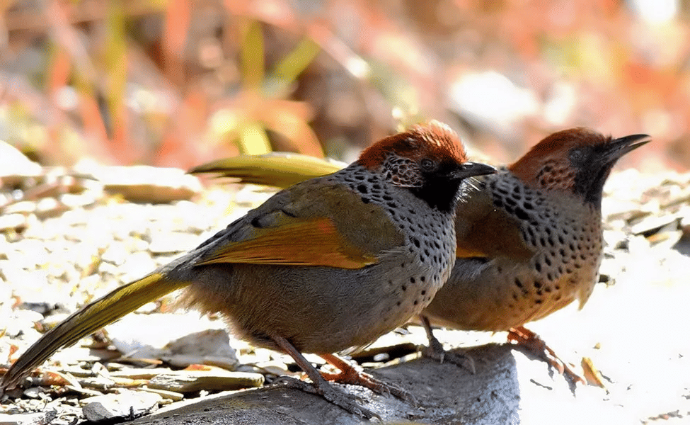Birding