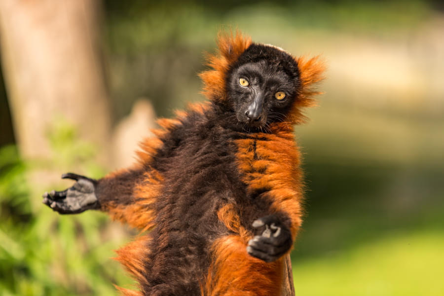 Capture red ruffed lemur 