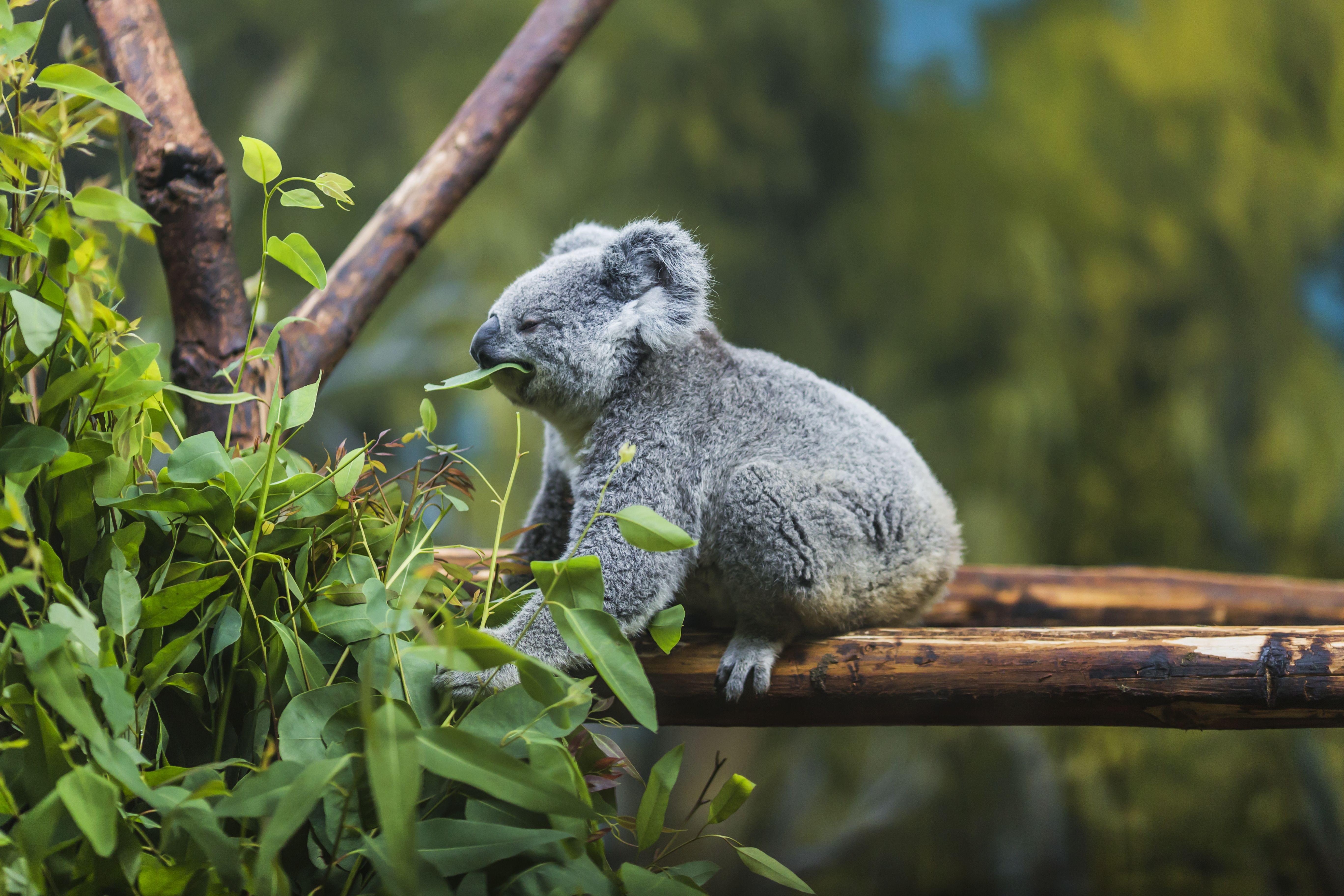 Currumbin Wildlife Sanctuary