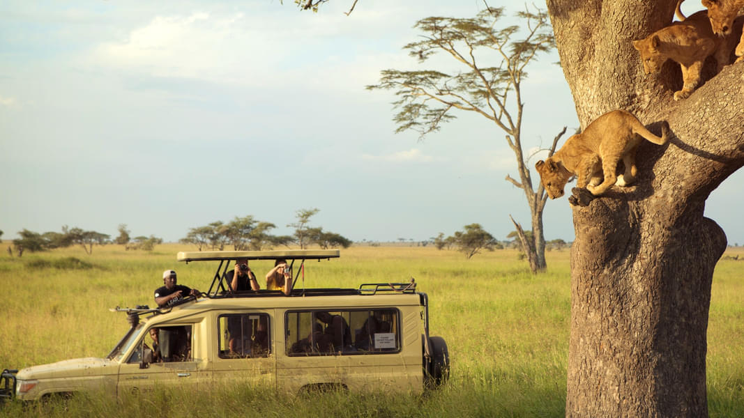 5 Days Tanzania Wildlife Safari Image