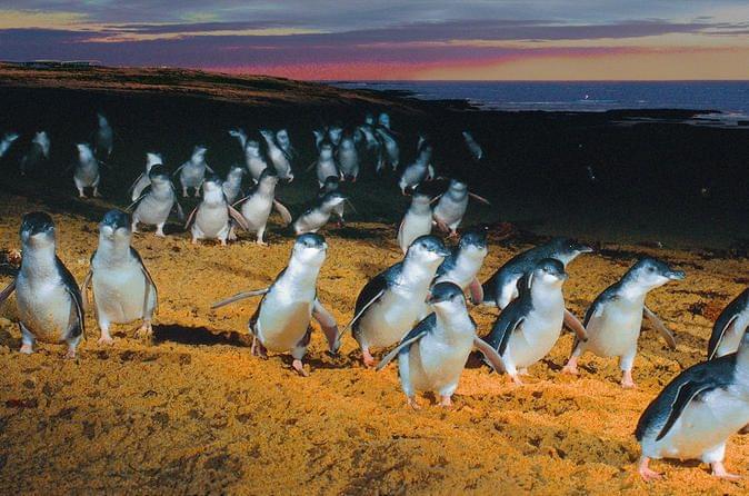 Phillips Island Penguin Parade Tickets & Tours