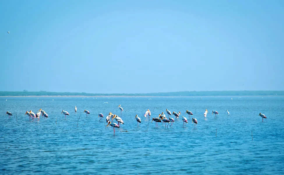 Pulicat Lake