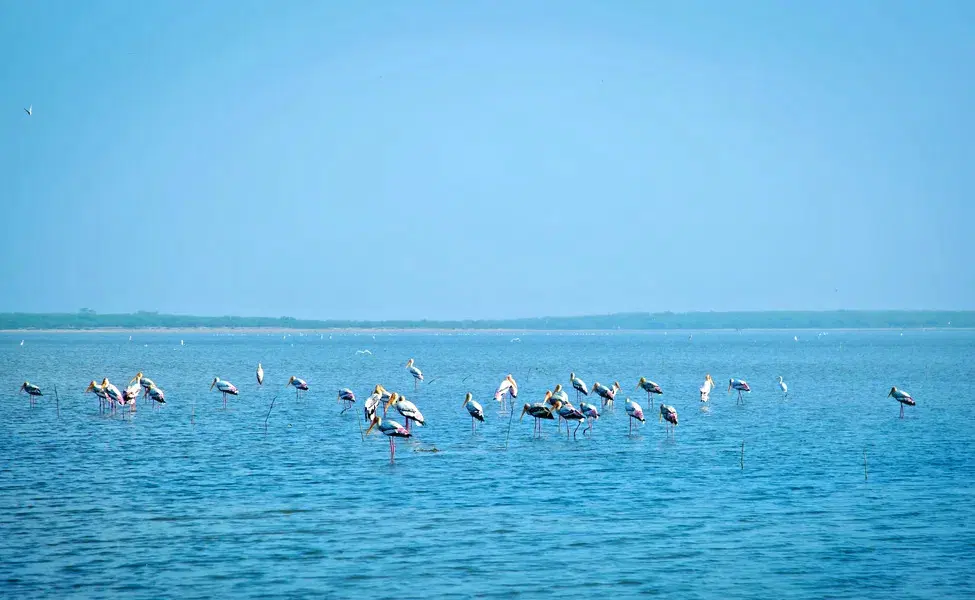 Pulicat Lake