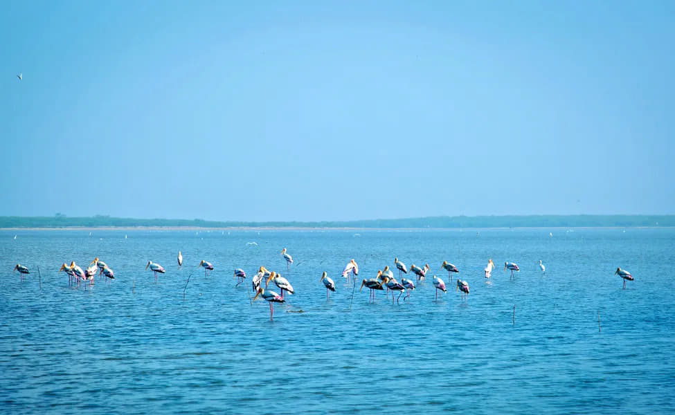 Pulicat Lake
