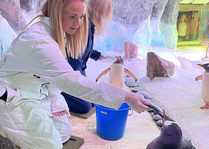 Get a hands-on experience to feed and interact with the penguins and other animals