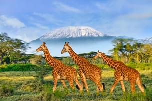 Giraffes at Amboseli National Park