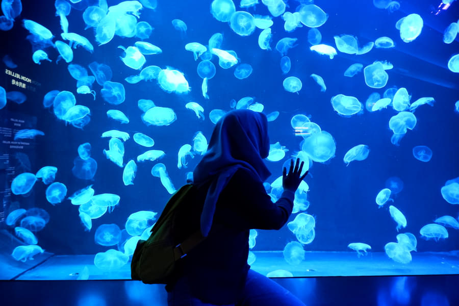 Be awestruck by the magnificent Jelly Fishes