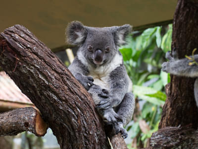 Kuranda Koala Garden Tickets