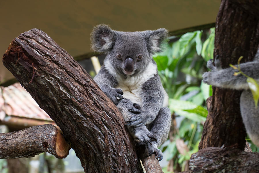 Kuranda Koala Gardens Tickets Image