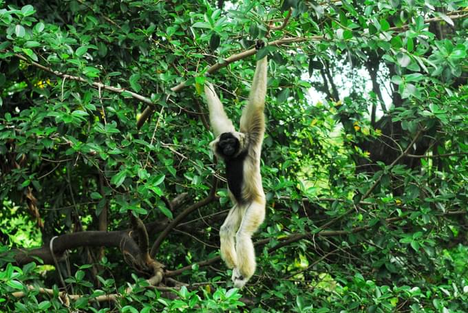 Brachyteles hypoxanthus in Khao Kheow Open Zoo