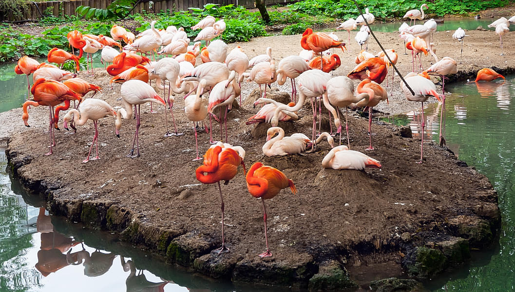 See the flamingoes in the zoo