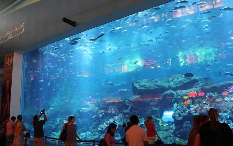 Dubai Mall's Aquarium
