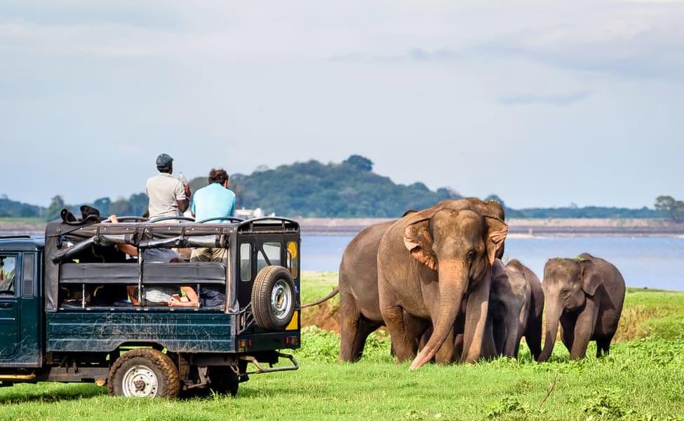 Udawalawe National Park Jeep Safari Image