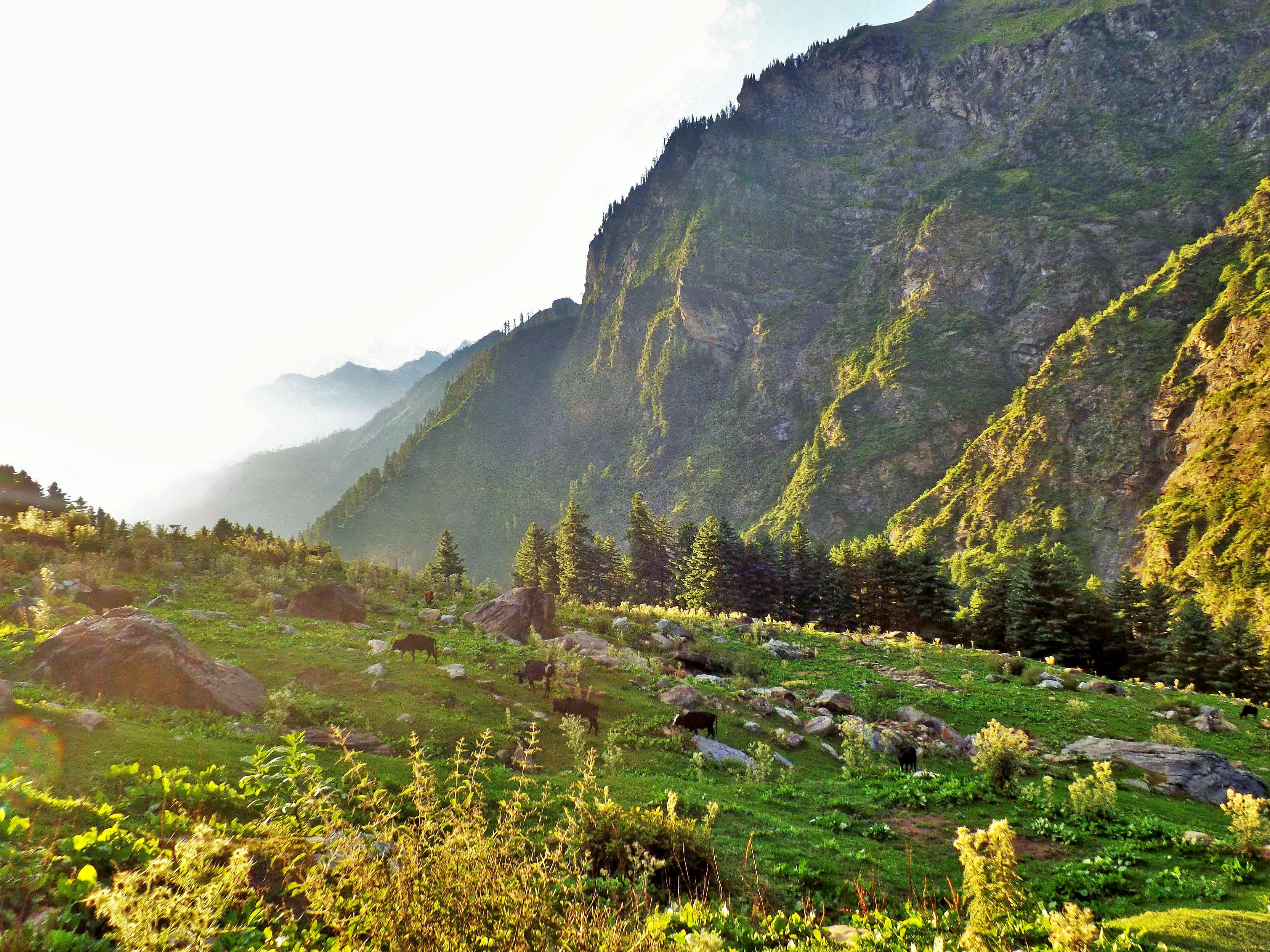 Camping In Tosh With Kheerganga Trek Book Now 12 Off