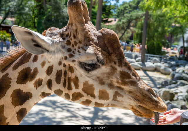 Head to the Giraffe Feeding Platform