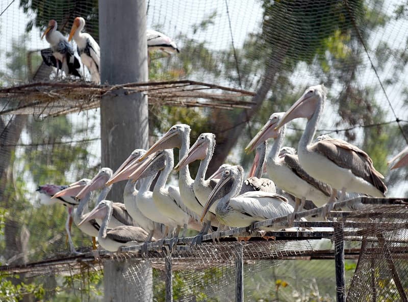 Vandalur Zoo Ticket Image