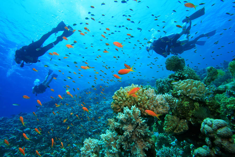 Grand Island Goa Scuba Diving Image