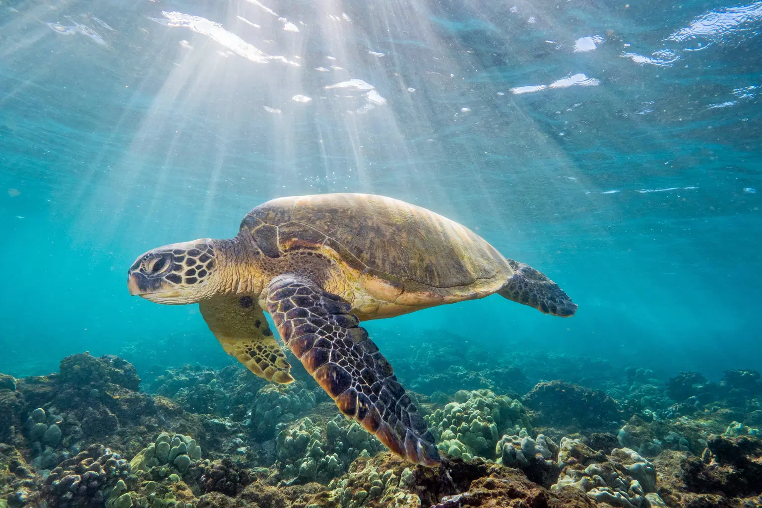 Sea Turtle Hatchery