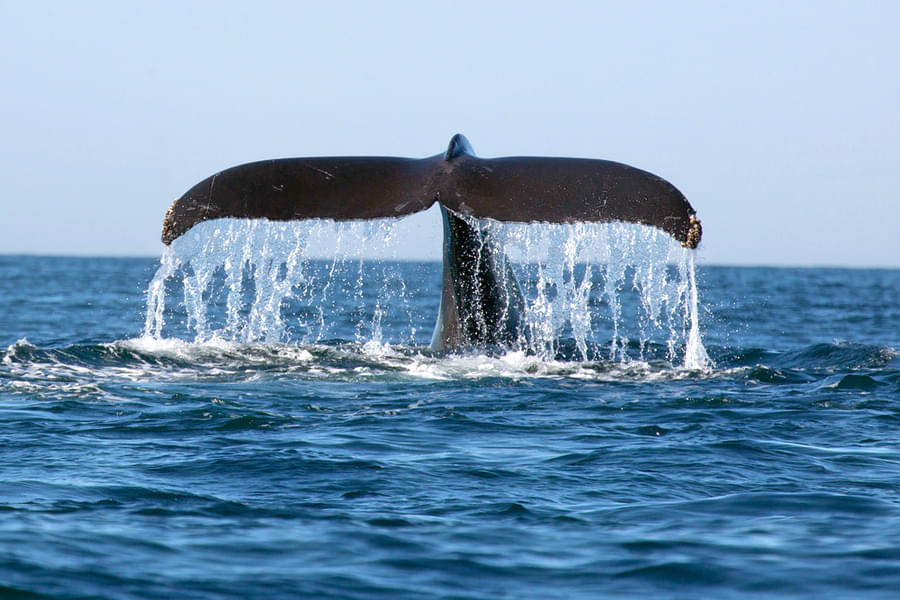Whale Watching in Mirissa Image