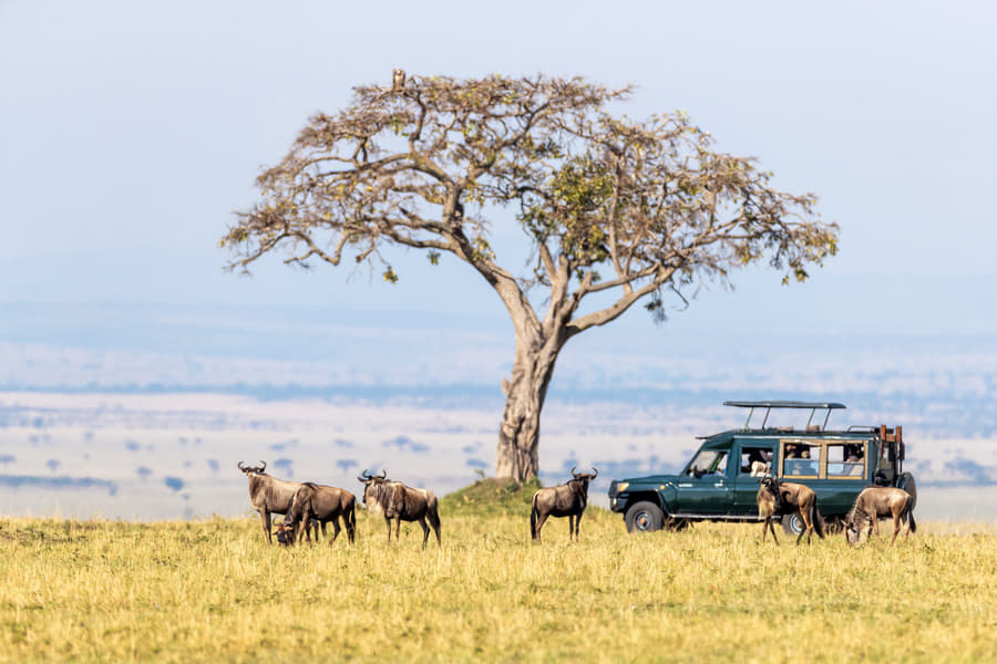 Half-Day Game Drive at Masai Mara National Park Image