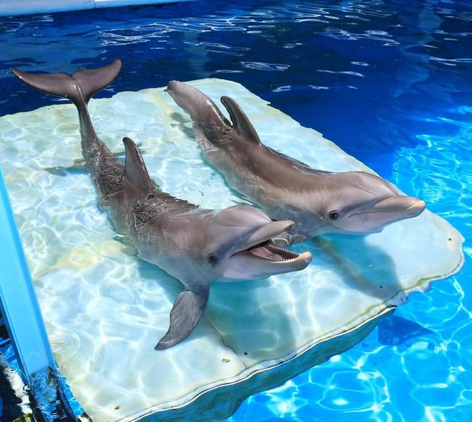 Meet the rescued dolphins at the center