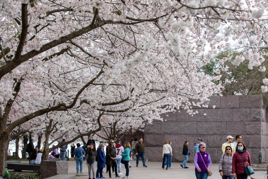 Cherry Blossom Tour, Washington DC Image
