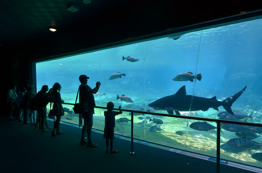 Sea World Tickets Image