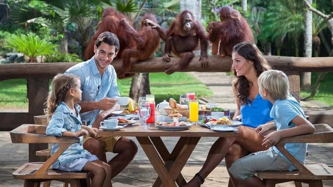 Breakfast with Orangutans