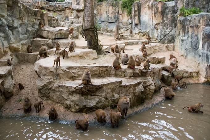  Hamadryas Baboons at Singapore Zoo
