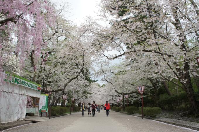 Cherry Blossoms