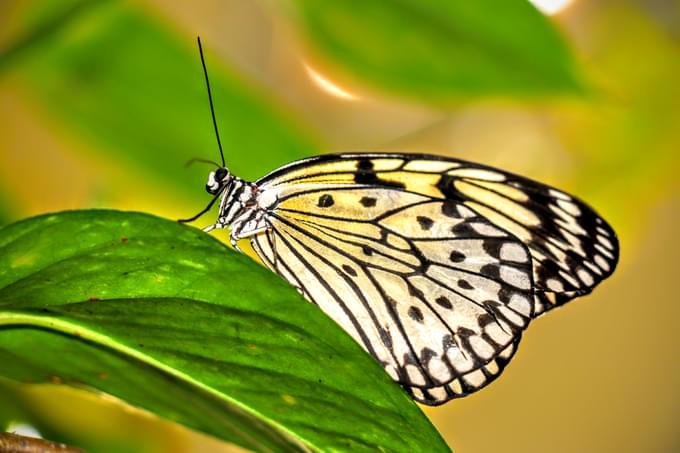 Dubai Butterfly Garden