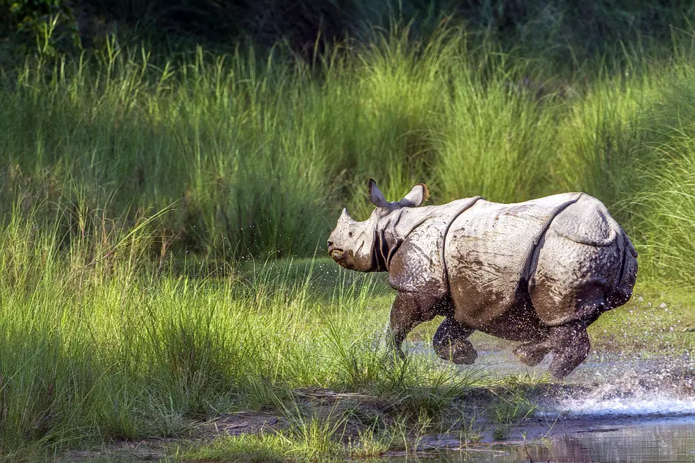 Kaziranga National Park