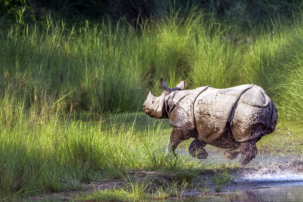Kaziranga National Park, <em>Assam</em>