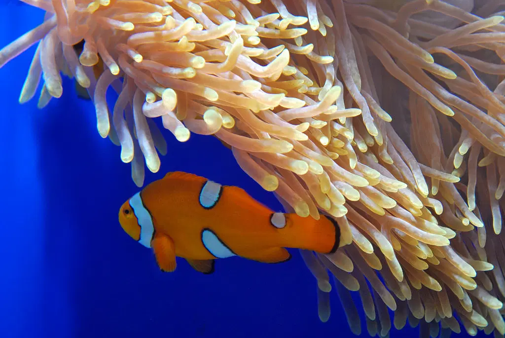 Phuket Aquarium