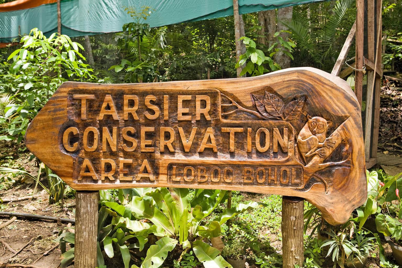 Tarsier Conservation Area Philippines