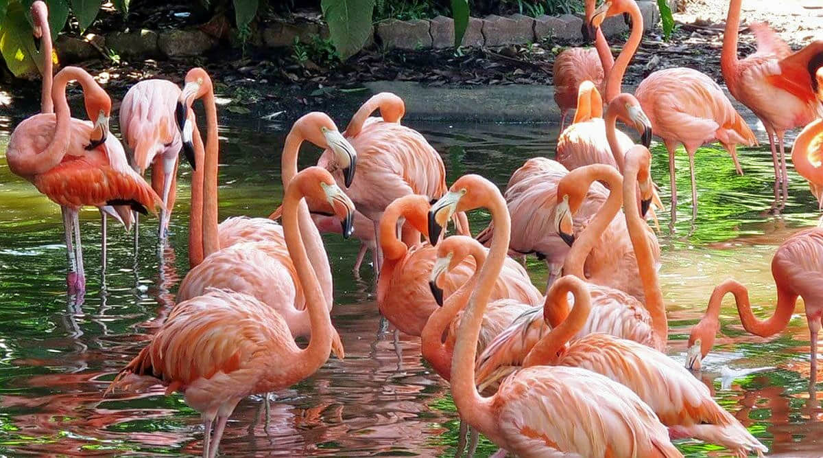 Mayani Bird Sanctuary, <em>Satara</em>