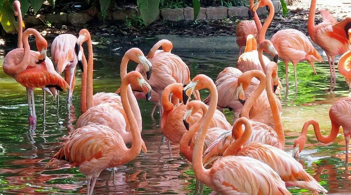 Mayani Bird Sanctuary