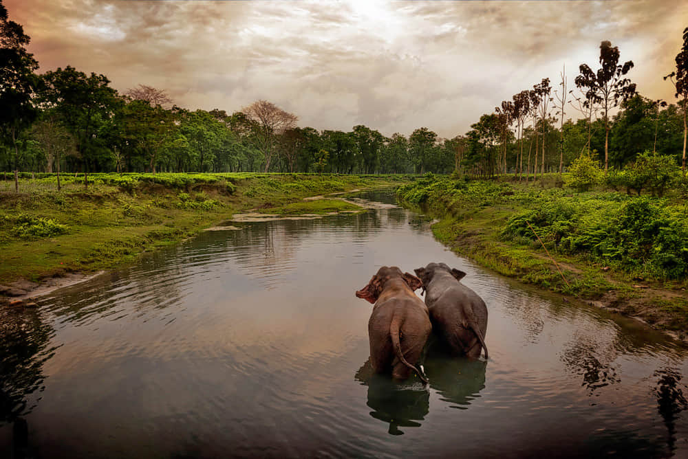 Barpeta, <em>Assam</em>