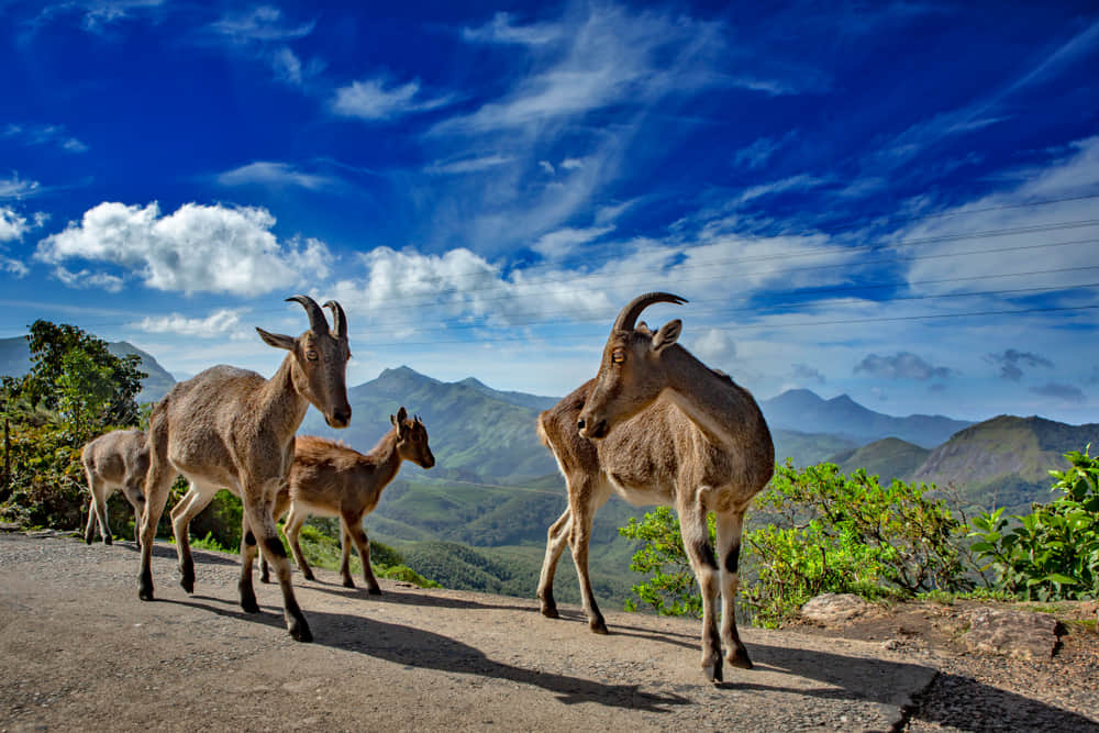 Visit the Eravikulam National Park