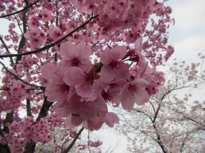 Cherry Blossoms