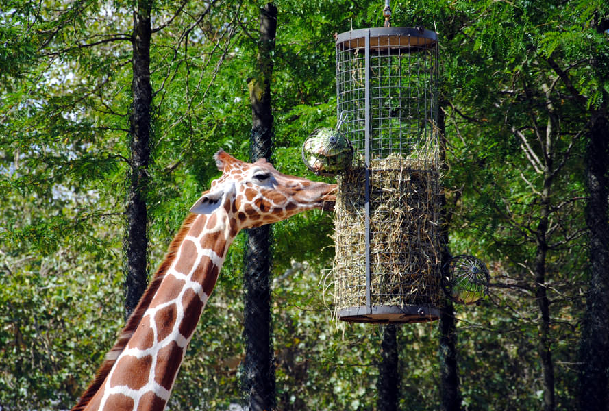 Spot Giraffe in it's natural habitat