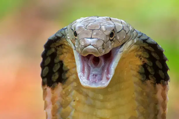 Discover Reptiles and Amphibians