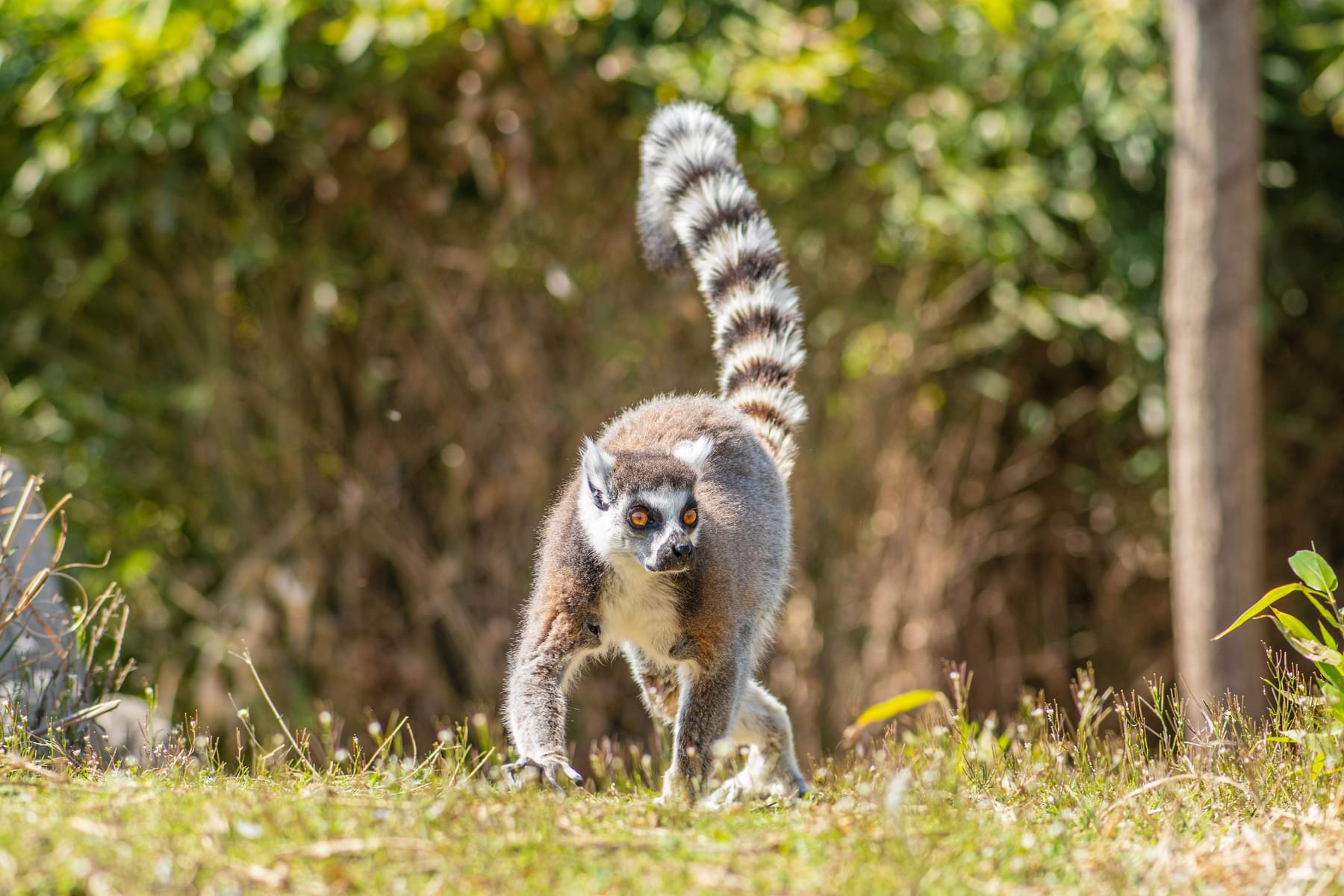 Lemur Walk 