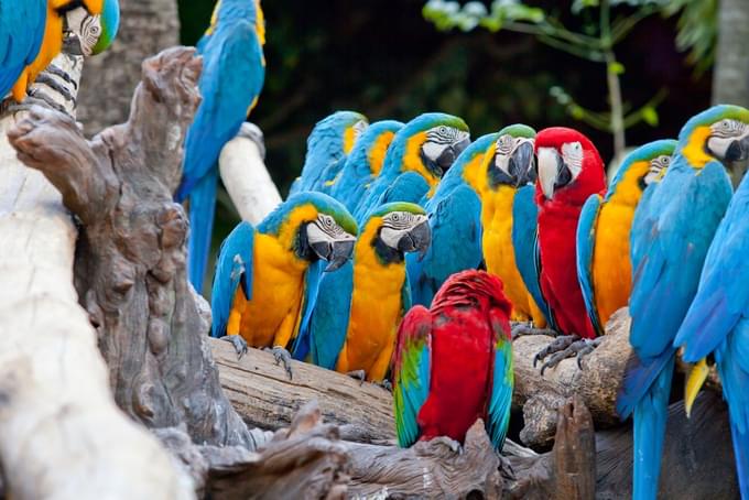 Parrot in Perth Zoo